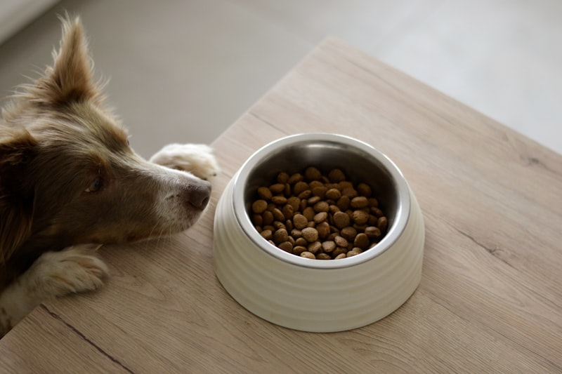 Creating the Perfect Food Menu for Your Pet Dog — dog food, pet nutrition, dog care